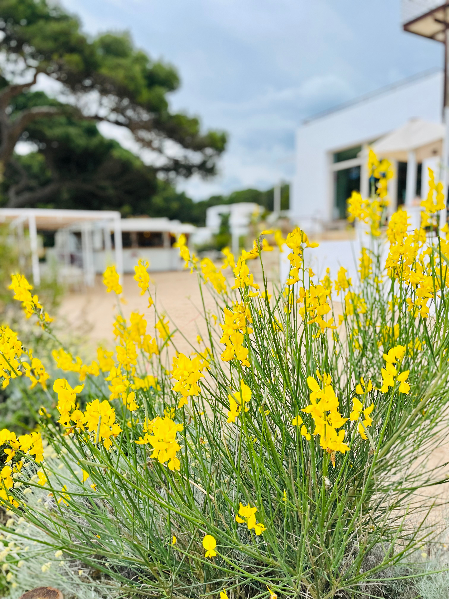 Blooms at the venue